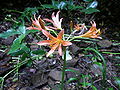 Lycoris sanguinea