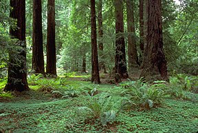 Muir Woods NM