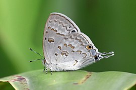 Madagascar black-eye (Leptomyrina phidias)