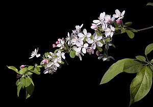 꽃사과나무(Malus floribunda)