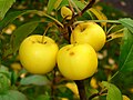 Image 8Malus sylvestris (from List of trees of Great Britain and Ireland)