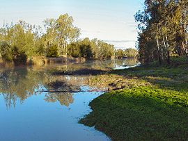 Mitchell Maranoa River DSC03260.JPG