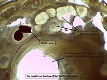 Microscopic cross section of Rattus rattus tail, delineating tendon bundles, vasculature, and vertebral canal. Murid Tail Microscopy Cross Section.jpg