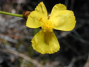 Xyris complanata