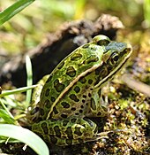 Many species of frogs live in wetlands, while others visit them each year to lay eggs. Northern Leopard Frog (Lithobates pipiens).jpg