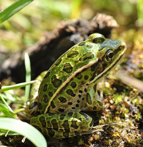 Leopard Frog Care