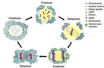 Breakdown and reassembly in mitosis Nuclear envelope breakdown and reassembly in mitosis.jpg