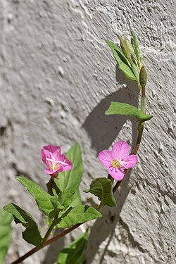 Oenothera rosea