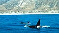 The killer whale, apex predator of the ocean, cruises a huge range of different marine habitats