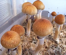 Do Not Fall For This Buy Psilocybin Spores Scam