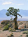 Naturstandort in Nevada in einer Höhenlage von 2300 m