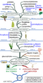 Arbre phylogénétique des végétaux.