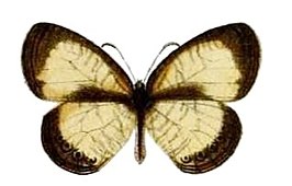 Physcaeneura pione