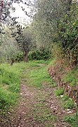 Tramo del camino entre Pietrasanta y Lucca.