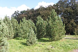 Pinus siberianus