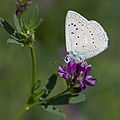 mannetje