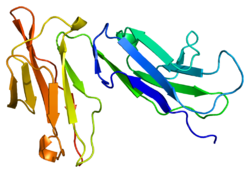 Протеин FCGR2A PDB 1fcg.png