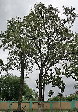 Сандаловое дерево. Общий вид взрослого растения. Штат Андхра-Прадеш, Индия