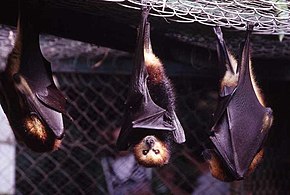 Tre pipistrelli appesi a testa in giù su una rete metallica