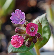 Lungwort was thought to have the signature of the lungs and was used to treat lung infections. Pulmonaria officinalis DSC 7887c.jpg