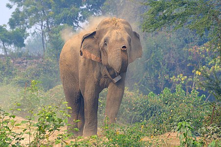 Radio collared wild elephant at Koshi Tappu Wildlife Reserve. © Aditya Pal