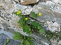 Grosses Schöllkraut (Chelidonium majus), stimmt Martin Bahmann