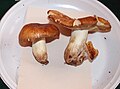 Holubinka zápašná Russula subfoetens