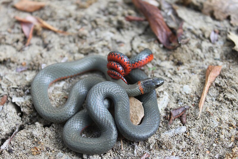 San Bernardino Ringneck Snake