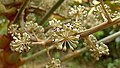 Inflorescence de Didymopanax morototonii (détail)