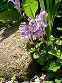 Scutellaria sp1.jpg