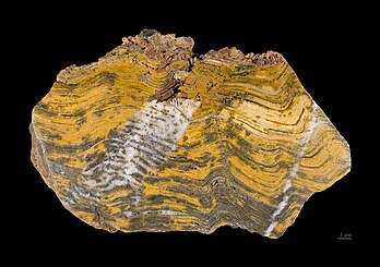 Stromatolithe. (définition réelle 5 185 × 3 655)