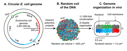 Formation of the Escherichia coli nucleoid A. An illustration of an open conformation of the circular genome of Escherichia coli. Arrows represent bi-directional DNA replication. The genetic position of the origin of bi-directional DNA replication (oriC) and the site of chromosome decatenation (dif) in the replication termination region (ter) are marked. Colors represent specific segments of DNA as discussed in C. B. An illustration of a random coil form adopted by the pure circular DNA of Escherichia coli at thermal equilibrium without supercoils and additional stabilizing factors. C. A cartoon of the chromosome of a newly born Escherichia coli cell. The genomic DNA is not only condensed by 1000-fold compared to its pure random coil form but is also spatially organized. oriC and dif are localized in the mid-cell, and specific regions of the DNA indicated by colors in A organize into spatially distinct domains. Six spatial domains have been identified in E. coli. Four domains (Ori, Ter, Left, and Right) are structured and two (NS-right and NS-left) are non-structured. The condensed and organized form of the DNA together with its associated proteins and RNAs is called nucleoid. Subhash nucleoid 01.png