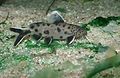 Keltaripsimonni Synodontis petricola