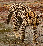 Oncila (Leopardus tigrinus)