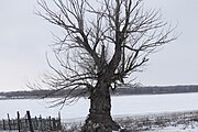 Дерево на берегу Ахтубы