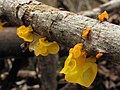 Tremella mesenterica.