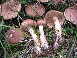 Barzdotasis baltikas (Tricholoma vaccinum)