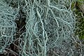 Usnea articulata