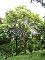 Tree at Stanmer Park Arboretum, Brighton