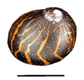Abapertural view of a shell of Vittina waigiensis. Scale bar is 10 mm (0.39 in).