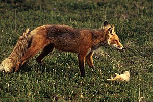 Red fox with prey