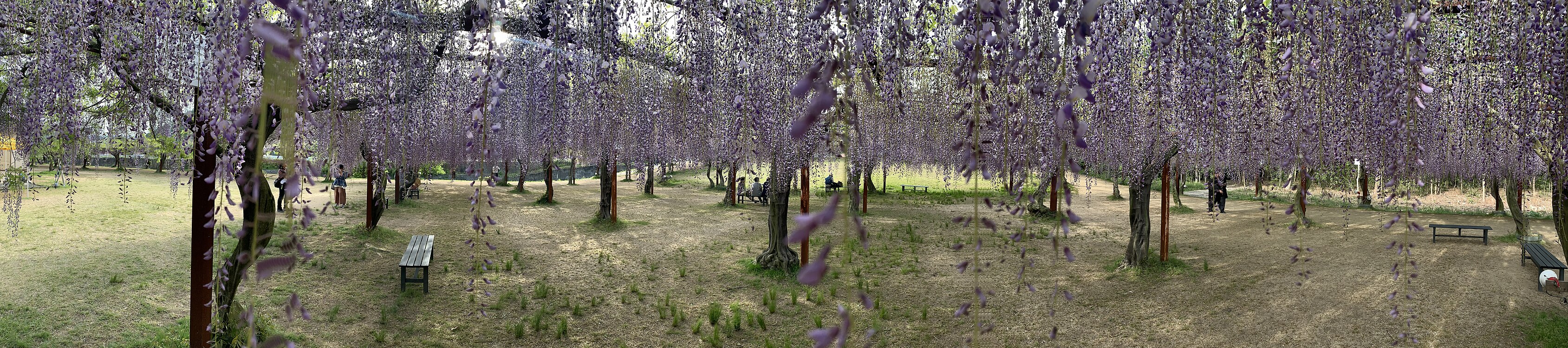 日本冈山县和气町的紫藤公园，2019-05-08