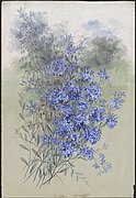 Aquarellbild von Dampiera altissima, 1906