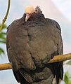 Белошапочный голубь населяет острова Карибского бассейна, юг Флориды и побережье Юкатана