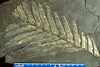 Fosil daun Zamites mariposana dari periode Jura.
