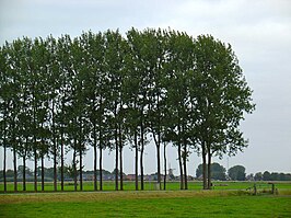 Gezicht op Thesinge met molen Germania