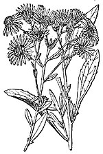 Aster Amelius.