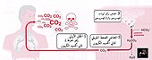 آلية حُدوث القُلاء التَنفسي بِشكل مُبسط