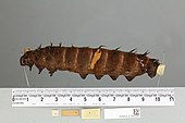 O. p. poseidon, larva