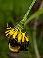 Kleine leeuwentand (Leontodon saxatilis)